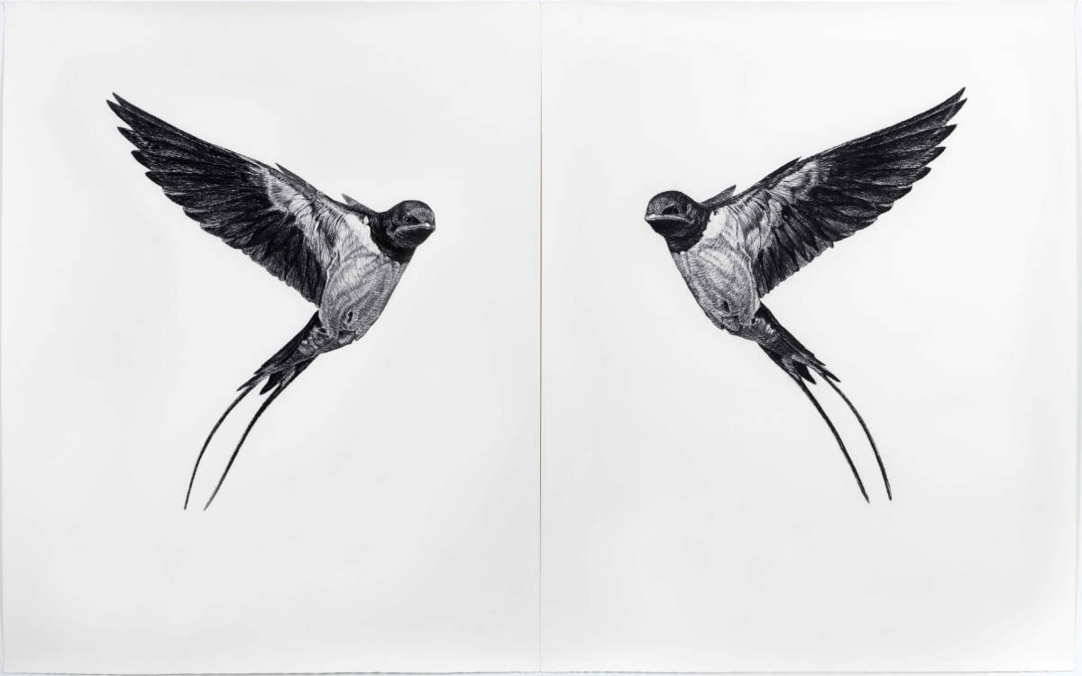 Where Do I End and You Begin (Barn Swallow)