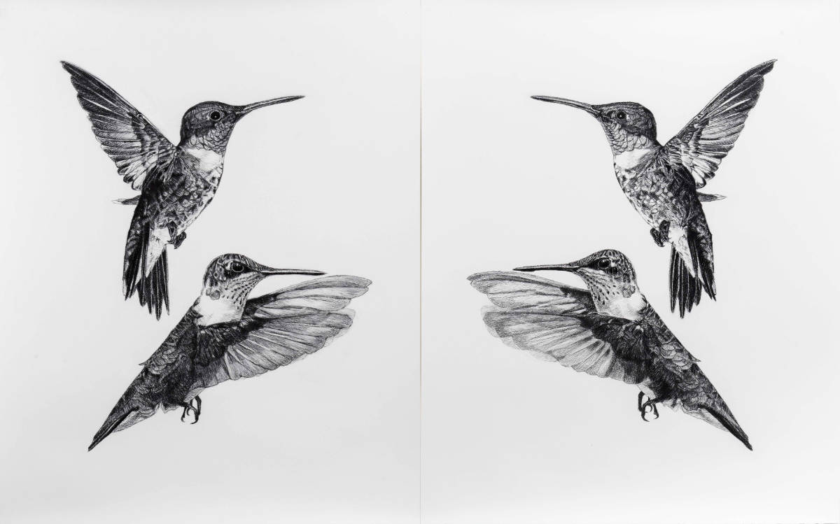 Where Do I End and You Begin (Ruby-throated Hummingbird)