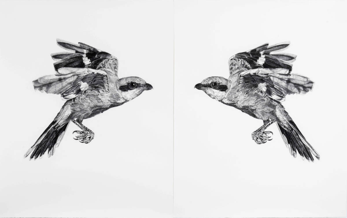 Where Do I End and You Begin (Eastern Loggerhead Shrike)